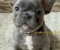 Engleski i Francuski buldog