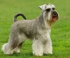 Srednji i veliki Šnauceri - 2