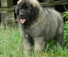 Sarplaninci i kavkavski ovcar - 2