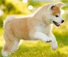 Akita inu i Shiba Inu - 2