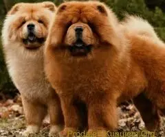 Čau Čau i Aljaski Malamut - 2