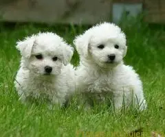 Bolonjski bison i kovrdzavi bison - 2