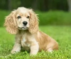 Americki i engleski koker spanijel - 2