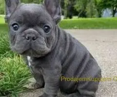 Engleski i Francuski buldog