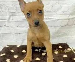 Doberman i Patuljasti pinc