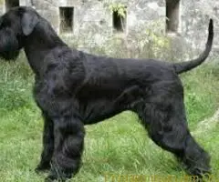 Srednji i veliki Šnauceri