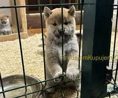 Shiba inu kućići na prodaju