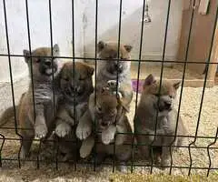 Shiba inu kućići na prodaju