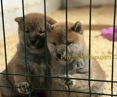 Shiba inu kućići na prodaju