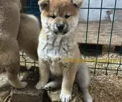 Shiba inu kućići na prodaju