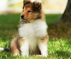 Beli Svajcarski ovcar i Skotski ovcar Lesi