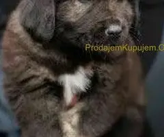 Sarplaninci i kavkavski ovcar - 2