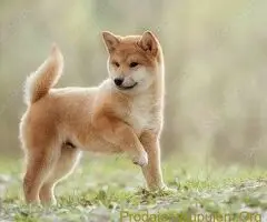 Akita inu i Shiba Inu