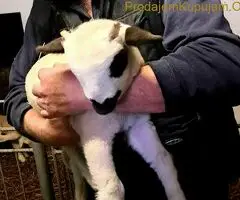 Prodajem ovce I jaganjce, Obrenovac