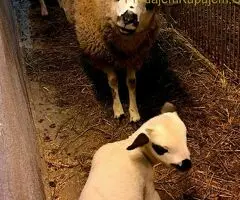 Prodajem ovce I jaganjce, Obrenovac