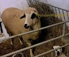 Prodajem ovce I jaganjce, Obrenovac