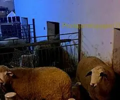 Prodajem ovce I jaganjce, Obrenovac