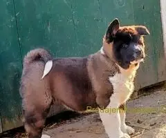 Americka akita štenci