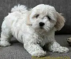 Bolonjski bison i kovrdzavi bison - 2