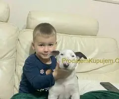 Stenci Standard Bul Terijera