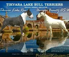 Stenci Standard Bul Terijera