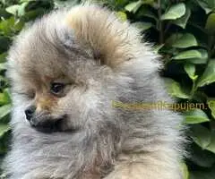 Prelepi minijaturni stenci pomeranca