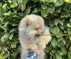 Prelepi minijaturni stenci pomeranca