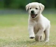 Zlatni retriver i Labrador - 2