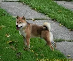 shiba inu povoljno