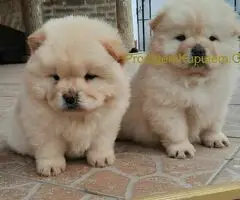 Chow chow