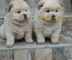 Chow chow