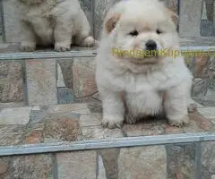 Chow chow