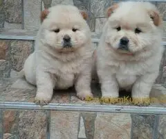 Chow chow