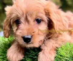 Cavapoo- kavapoo (cavalier + toy pudla)