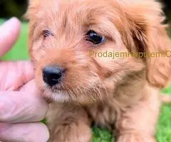 Cavapoo- kavapoo (cavalier + toy pudla)