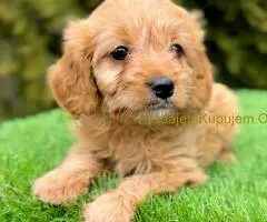 Cavapoo- kavapoo (cavalier + toy pudla)