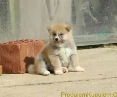 Prodajemo stence japanskih Akita