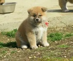 Prodajemo stence japanskih Akita