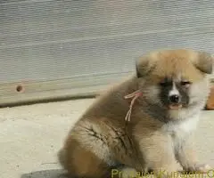 Prodajemo stence japanskih Akita