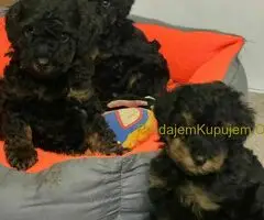 Toy Pudle Black & Tan Pedigree - 2
