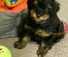 Toy Pudle Black & Tan Pedigree - 3