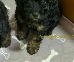 Toy Pudle Black & Tan Pedigree - 4