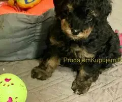 Toy Pudle Black & Tan Pedigree - 5