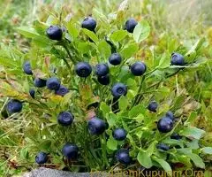 SADNICE SUMSKE BOROVNICE