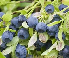 SADNICE SUMSKE BOROVNICE