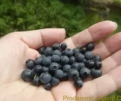 SADNICE SUMSKE BOROVNICE