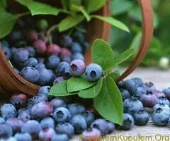 SADNICE SUMSKE BOROVNICE