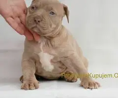 Exotic pit bull stenci na prodaju