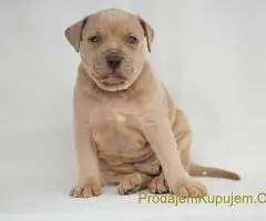 Exotic pit bull stenci na prodaju