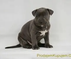 Exotic pit bull stenci na prodaju